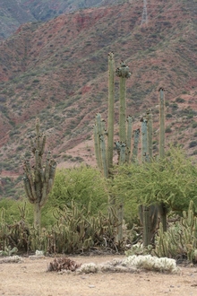 Cacti in Rio Mantara Valley