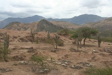 Cacti in Rio Mantara Valley