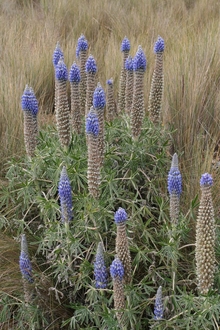 Flowers in Pampa
