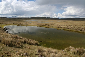 Pampa