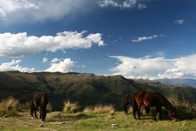 Horses by the Road down to Ocros