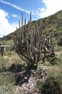Cactus