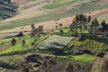 Fields