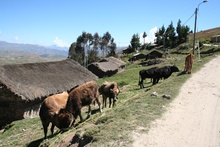 Cows in a Village close to the Pass