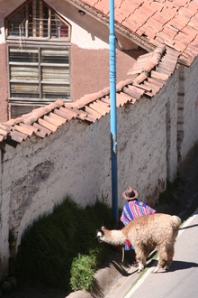 Inca Lady with Lama in Cusco