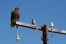 Bird and Beautiful Blue Sky, Peru