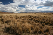 Altiplano