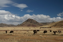 Altiplano