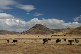 Altiplano