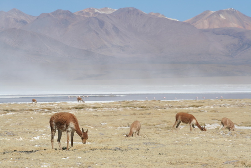 Vicunas and Flamingos at Salar de Surire, Chile