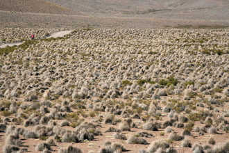 Road around Salar de Surire