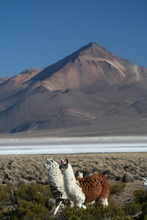 Lamas at Salar de Surire, Chile