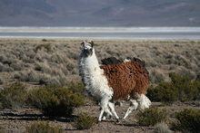 Curious Lama at Salar de Surire, Chile