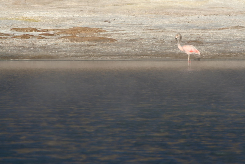 Flamingo at Thermal Pool Polloquere, Chile