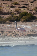 Flamingo at Thermal pool Polloquere, Chile