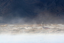 Flamingo at Thermal Pool Polloquere, Chile