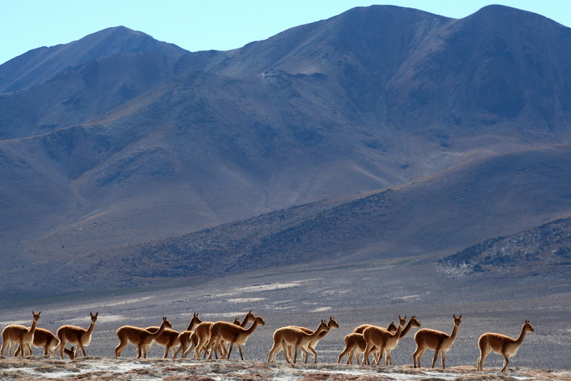 Vicunas at Thermal Pool Polloquere, Chile