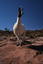 Lama-model in National Park Volcan Isluga, Chile