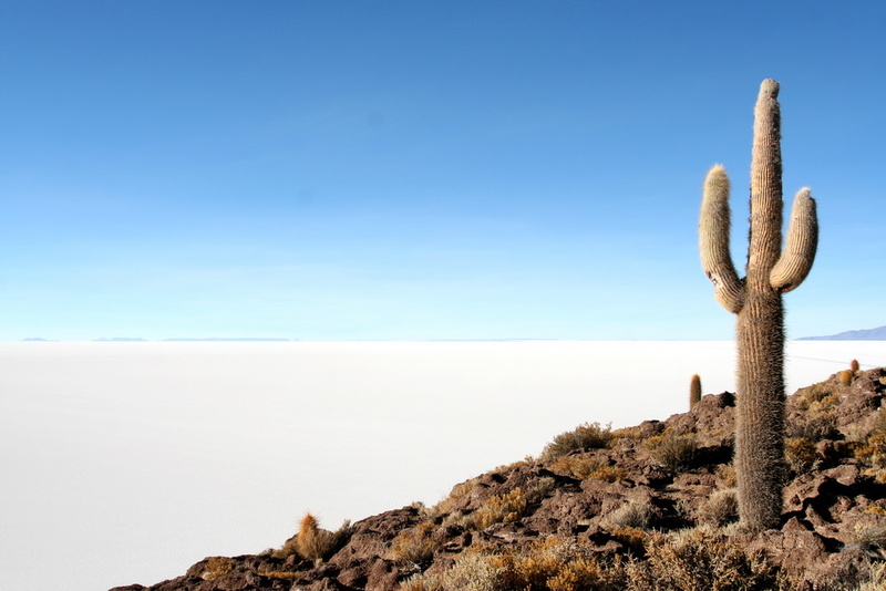 Giant Cactus on Isla Inkawasi