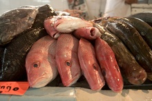 fish market in Veracruz