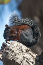 squirrel in Veracruz