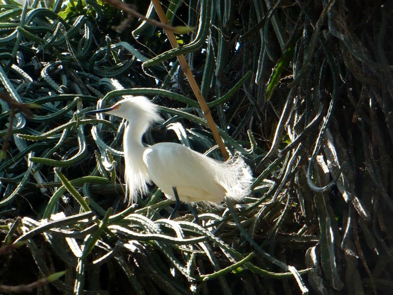 a bird by lake Catemaco