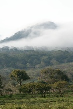 rainforest around lake Catemaco