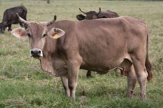 a curious cow
