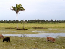 marshland in Tabasco