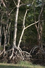 mangroove trees by the Mexican Bay coastal road