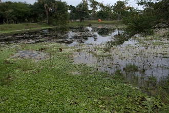 marshland in Tabasco