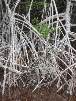 mangroove trees by Mexican Bay