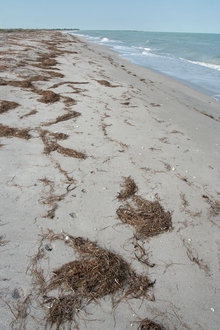 Gulf Coast of Mexico
