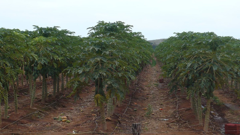 Papaya farm