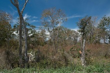 dry Yucatan forests