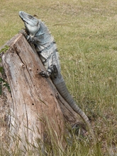 Iguano chilling out in the sun