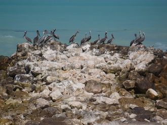 Pelicans