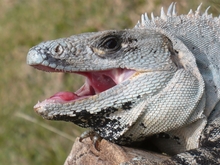 angry iguano