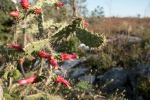 Cactus at Cenote Sabak-Ha