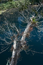 Cenote Sabak-Ha