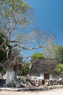 Mucuyche