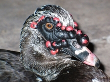 funny duck