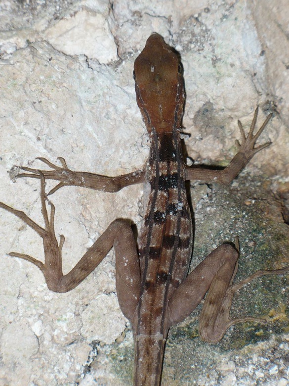 a small lizard in Cenote Seytun
