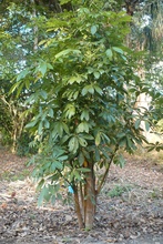 mahagony tree