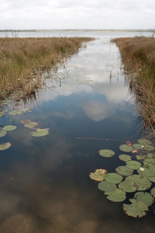 Laguna San Narciso