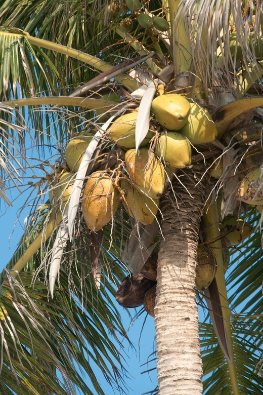 Caye Caulker