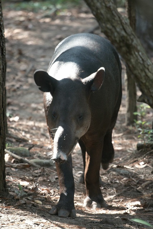 tapir