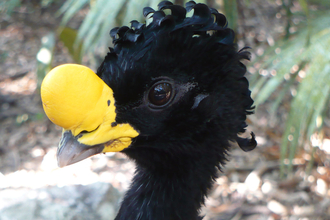 great curassow