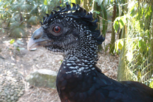 great curassow