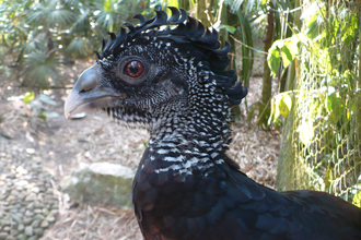 great curassow